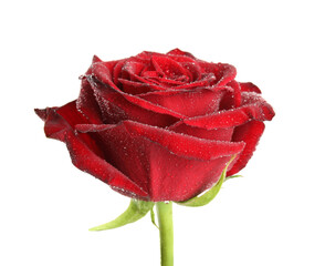Beautiful red rose flower with water drops isolated on white