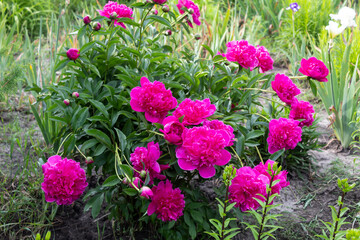 A beautiful bush of purple peonies blooms in the garden.
