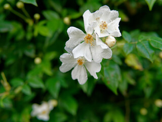 Obraz premium pretty wild roses in a bush