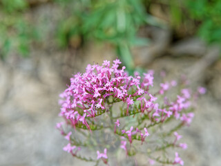 Obraz premium very nice centranthus flower in spring