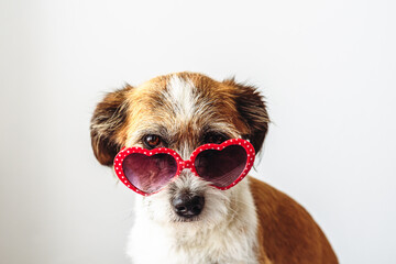 Kleiner Terrier Hund mit einer herzförmigen Sonnenbrille. Weißer isolierter Hintergrund. Humor.