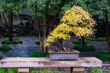 bonsai with yellow leaf in the garden