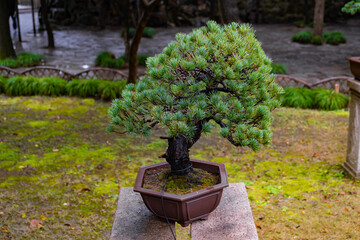 bonsai fir-tree in the garden