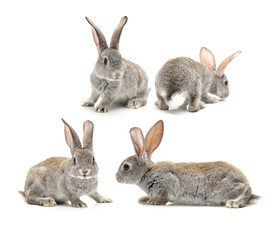 brown bunny rabbits isolated on white background 