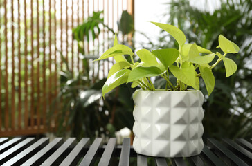 Beautiful house plant in pot on table. Space for text