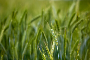 Background of ripening ears of wheat field and sunlight. Crops field. Selective focus. Field landscape.
