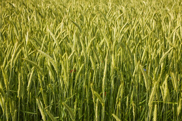 Background of ripening ears of wheat field and sunlight. Crops field. Selective focus. Field landscape.