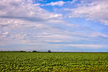 young crop agricultural field with sunflower