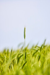 Background of ripening ears of wheat field and sunlight. Crops field. Selective focus. Field landscape.