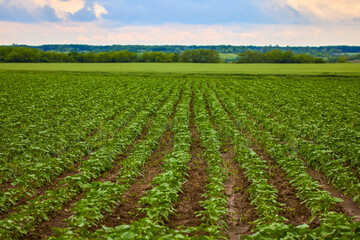 young crop agricultural field with sunflower