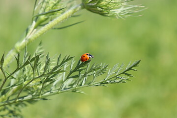 Seven-spot ladybird on the green leaves and flowers
