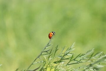 Seven-spot ladybird on the green leaves and flowers