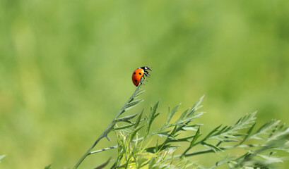 Seven-spot ladybird on the green leaves and flowers