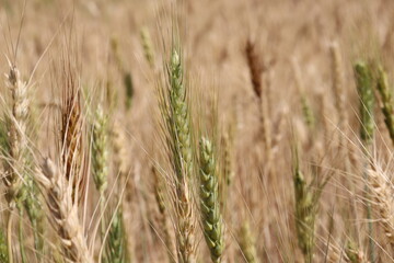 Wheat field and gardening, wheat farming