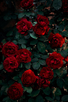 A dense bush of red roses in the dark with the rays of the setting sun. Sunset. Deep shadows. Fairy, mystical, magical mood. Close-up
