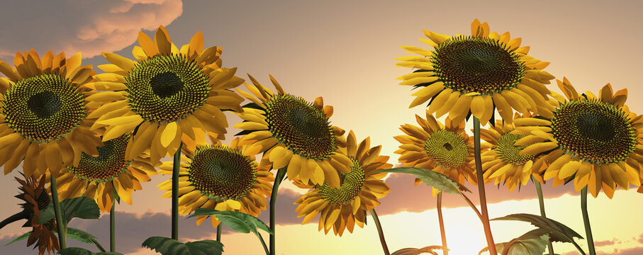 Sonnenblumen bei Sonnenuntergang 