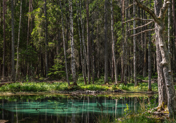 Beautiful turquoise natural spring water in Ingbo national park in north of Sweden.