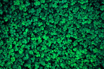Texture of dense green clover leaves. Pattern. Dark background