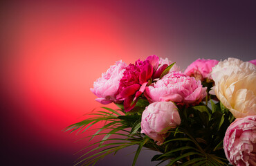 Close up view of a beautiful bouquet of red and rose peonies flowers against a vivid background. Floral photography.