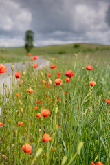 Beautiful landscape with a lot of peonies flowers next to a road. Scenery view of a landmark from Romania.