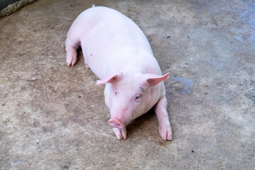 Pig farm in swine business in tidy and clean indoor housing farm, with pig mother feeding piglet