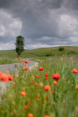 Beautiful landscape with a lot of peonies flowers next to a road. Scenery view of a landmark from Romania.