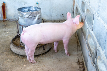 Pig farm in swine business in tidy and clean indoor housing farm, with pig mother feeding piglet