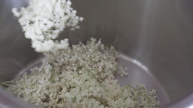 a saucepan with elder flowers. a man cuts the flowers into the saucepan to make syrup. home made juice, if you add a lemon, the elder juice tastes very refreshing afterwards.