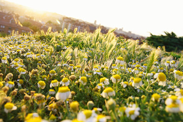 Meadow of wild daisies at the top of a city park at sunset.