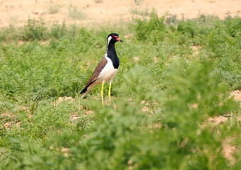 Red-Wattled lapwing stand in green grass 