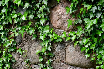 A close up on old fence or wall made out of stones, rocks, and boulders, slowly covered with constantly growing wines with peculiar leaves seen on a sunny summer day on a Polish countryside
