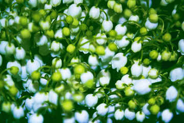 Spring landscape. flowers lily of the valley