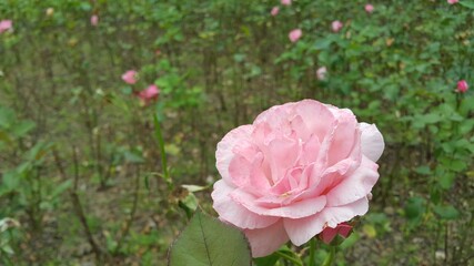 pink rose is blooming beautifully in garden