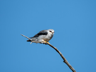 Black-shouldered Kite
