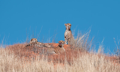 Cheetah Trio