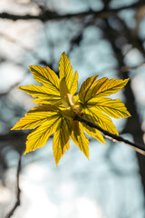 sping leaf of a tree in jura