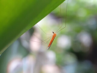 dragonfly on a leaf