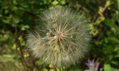 Summer wildflowers on a background of tall green grass, banner.