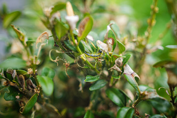 Cydalima perspectalis (box tree moth )