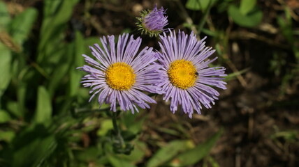 Obraz premium Summer wildflowers on a background of tall green grass, banner.