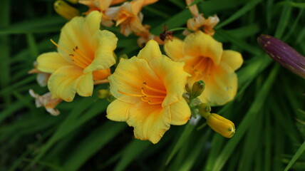 Beautiful yellow lilies with buds, green foliage