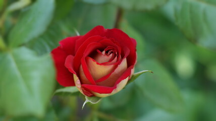 Beautiful multi colored rose garden in spring