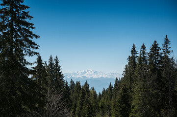 Mont Blanc framed by trees seen from great distance from the swiss jura