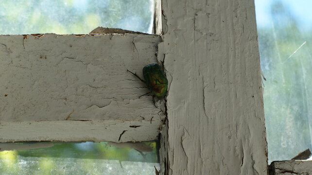 Green beetle on an old window frame painted