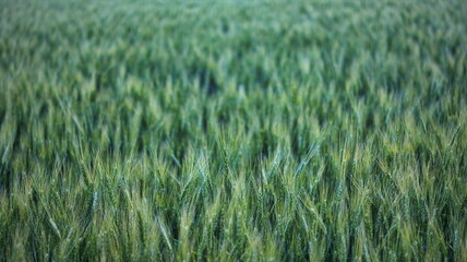 Wheat field and blue sky with sun.