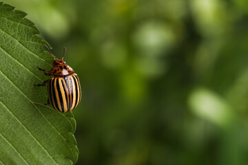 Colorado potato beetle on green leaf against blurred background, closeup. Space for text