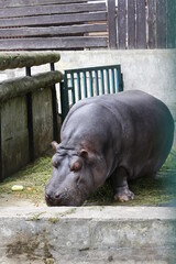 A huge hippopotamus eats at the zoo