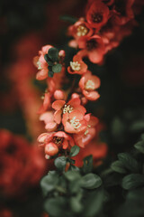 quince branch with red flowers