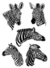 Fototapeta na wymiar Vector set of zebra elements isolated on white background,graphical