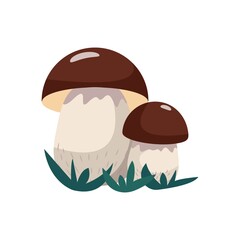Boletus mushroom in flat style, vector illustration, isolate.
